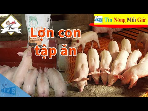 Video: Cho Lợn Con ăn Gì Và Khi Nào