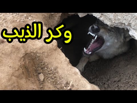 توثيق حفر وكر الذيب الصياد ابو اسحاق