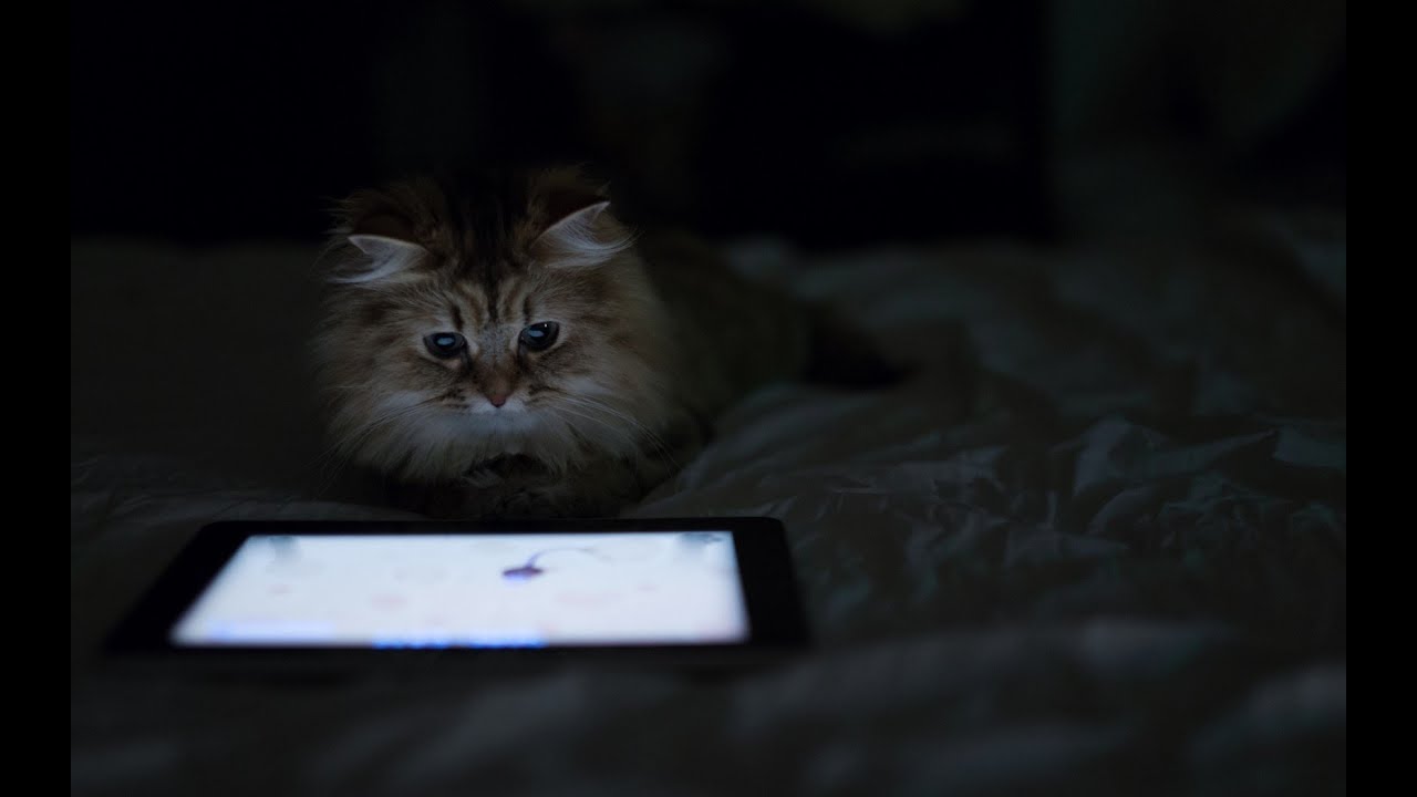 Cat playing with ipad - YouTube