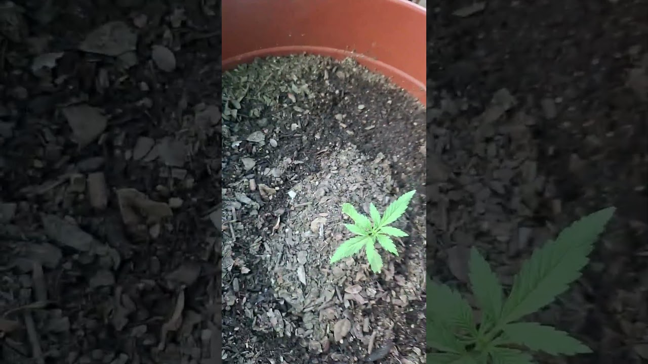 Green Poison Feminizada Exterior Invierno