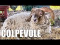 Le PECORE hanno FATTO un DISASTRO (veramente grosso)