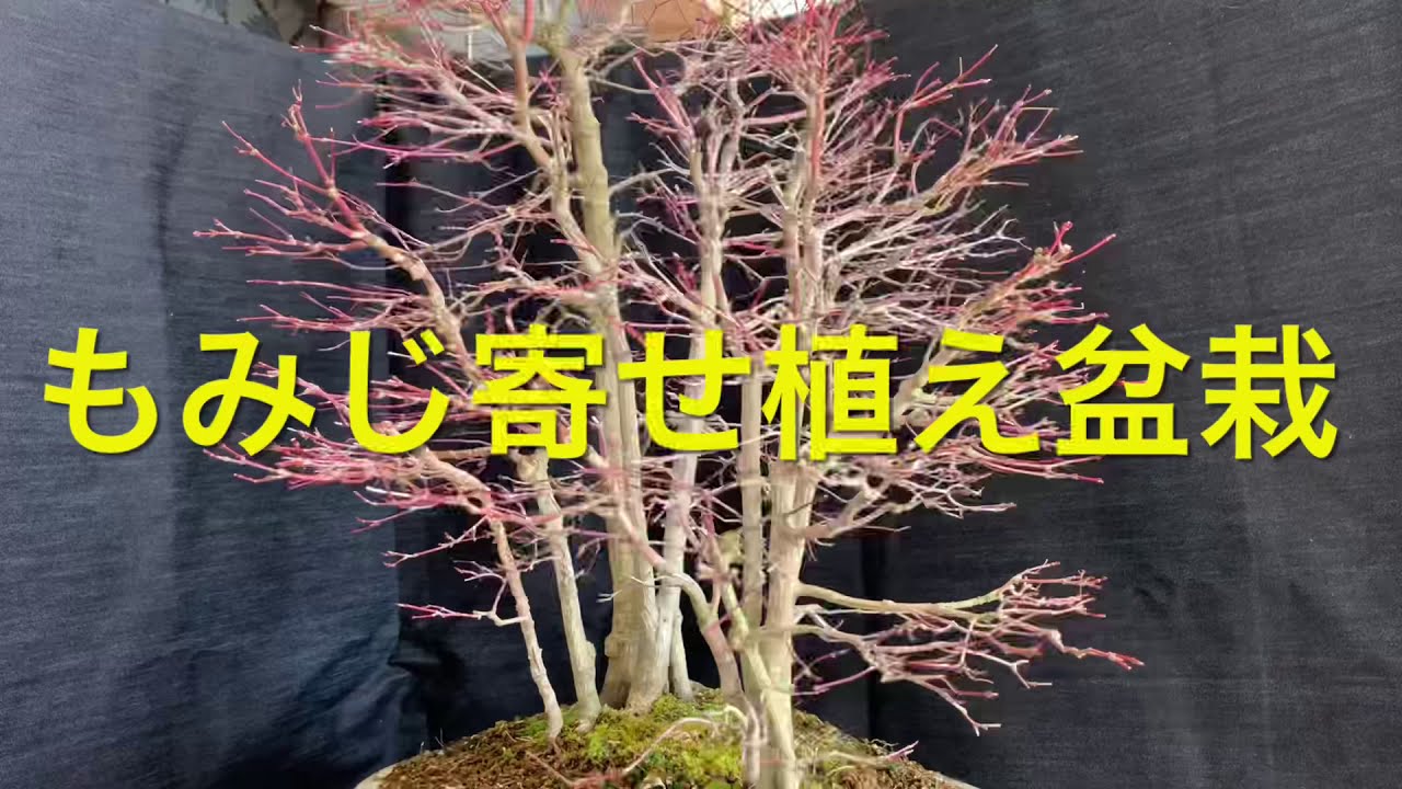 もみじ寄せ植えの盆栽です 針金掛け作業です Group Planting Of Maple Bonsai Youtube