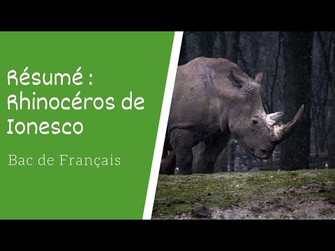 Rhinoceros Resume Du Livre Lepetitlitteraire Fr