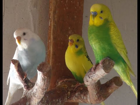 Один самец- две самки. Разведение волнистых попугаев.