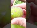 easy technique to harvest figs without tools #farming #agriculture #shorts