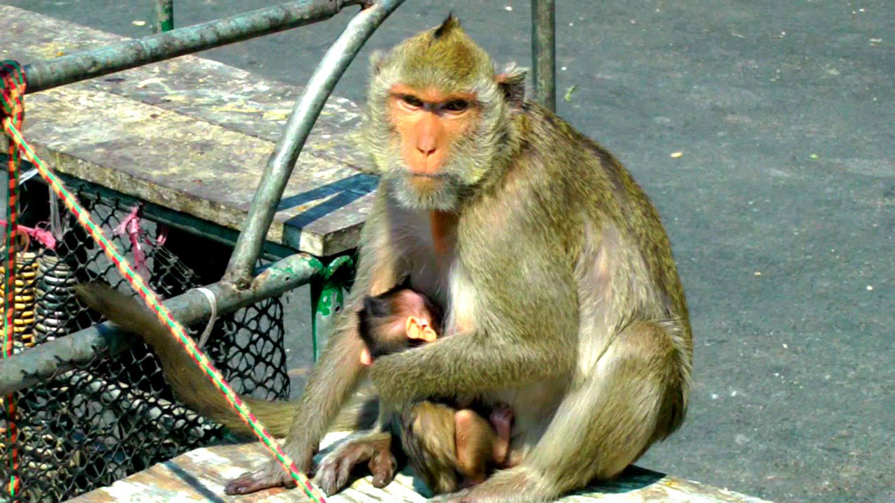 The Monkeys of Khao Sam Muk; Bang Saen, Thailand