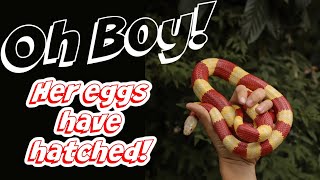 Albino Milk Snakes Are Hatching! by Cold Blood Creations 721 views 8 months ago 2 minutes, 2 seconds