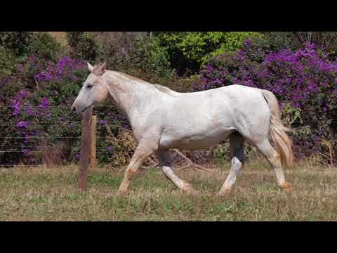 Lote 25 - Cutiara da Invernada Sepultura