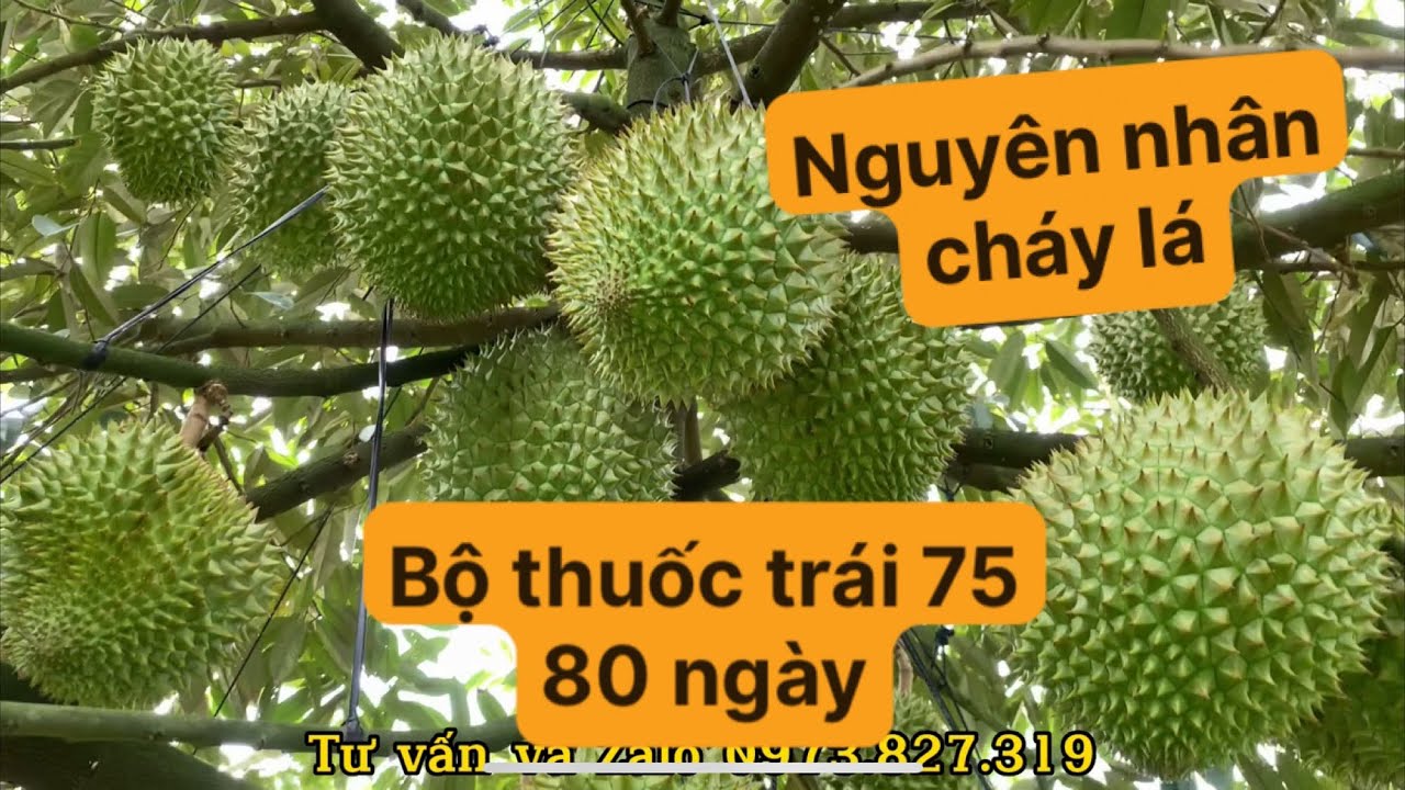 Vườn aTí: Sầu riêng trái 75 80 ngày phun xịt gì và tâm sự 1 số nguyên nhân gây cháy lá khi có trái ?