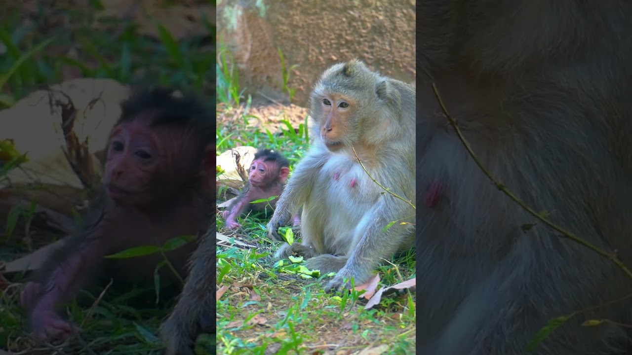 Mama Elsa is tired after gave birth to newborn