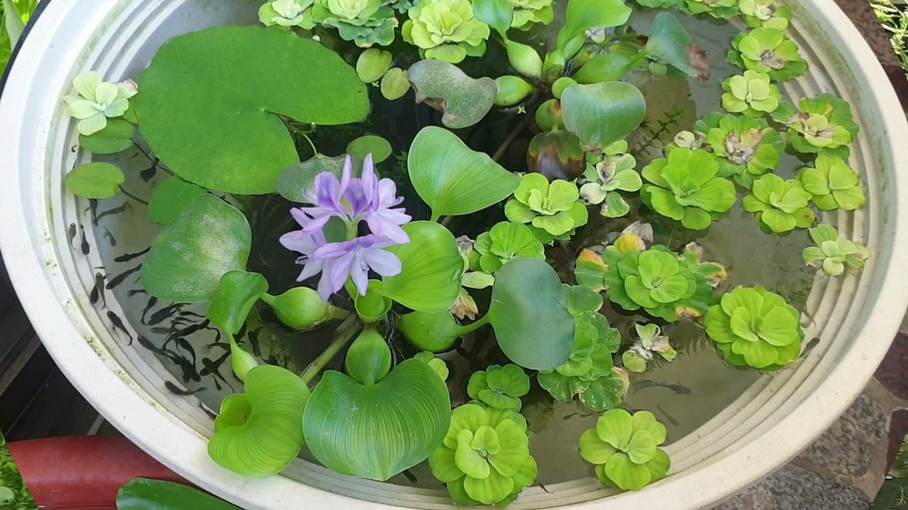 美達卡戶外缸 開花布袋蓮 Youtube