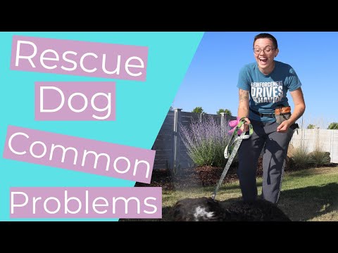 Video: House Training Relapse v adoptovaných psů