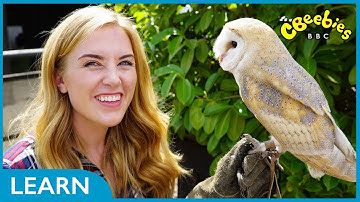 Maddie explains how birds fly!  🐦  | CBeebies