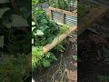 My sweet potatoes in my Garden Fort.