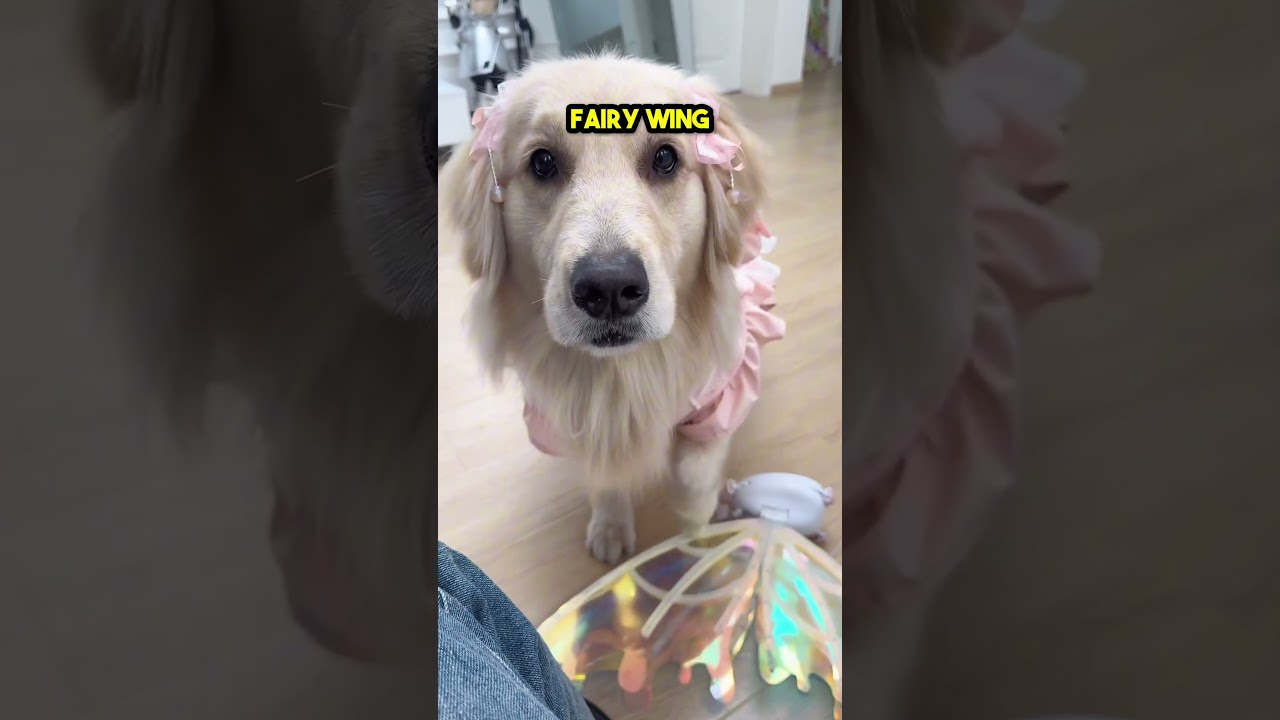 This Golden Retriever Turned into a Fairy 😲❤️