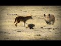 Why Do Coyote and Badger Hunt Together #shorts