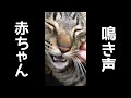 病院後の猫の鳴き声が赤ちゃんで可愛い。