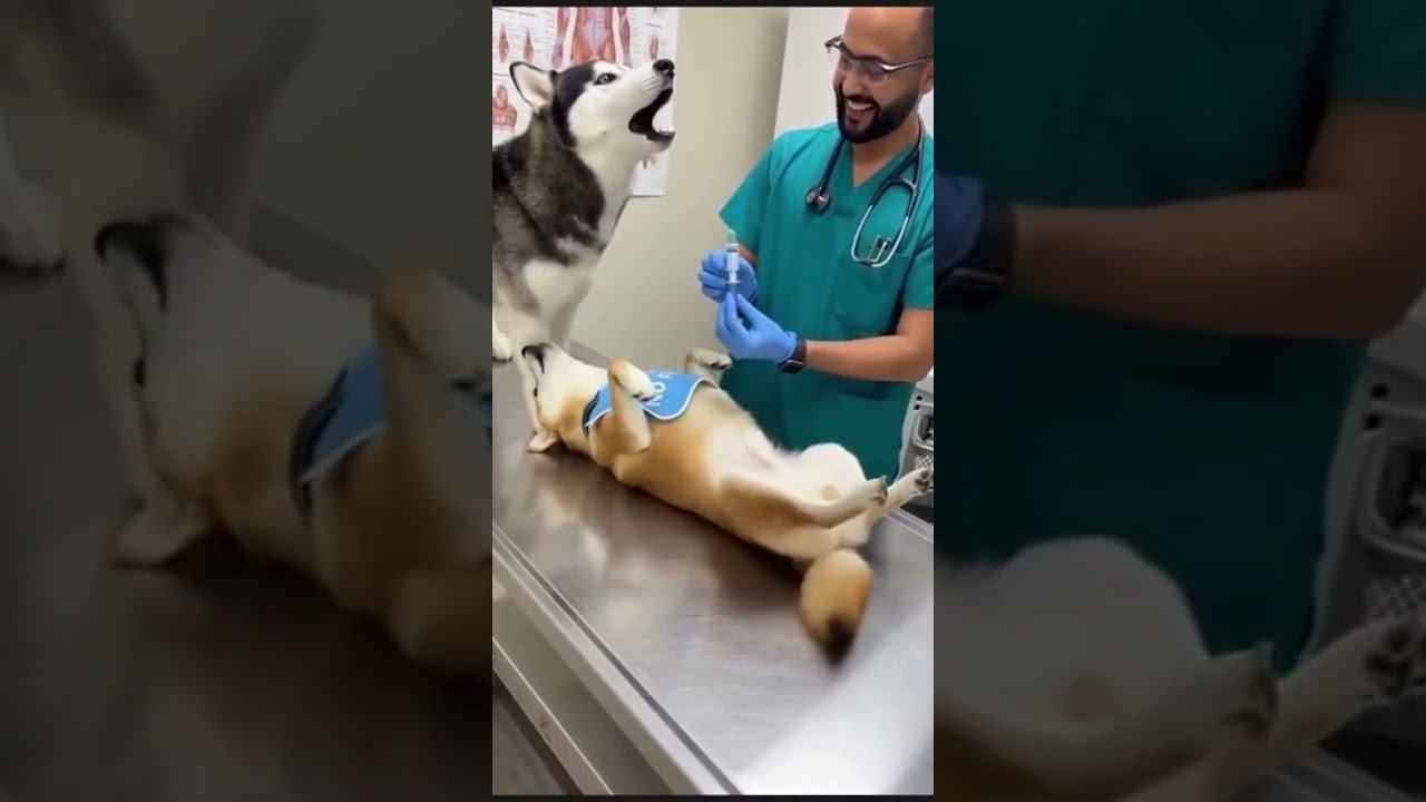 Собака, которая "не боится", истошно кричит перед ветеринаром! 🤣