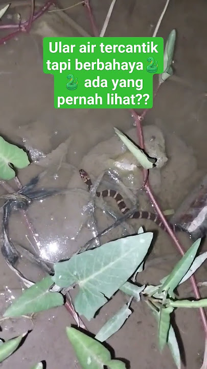 ularnya bisa hidup didalam air, cantik tapi juga berbahaya🐍🐍