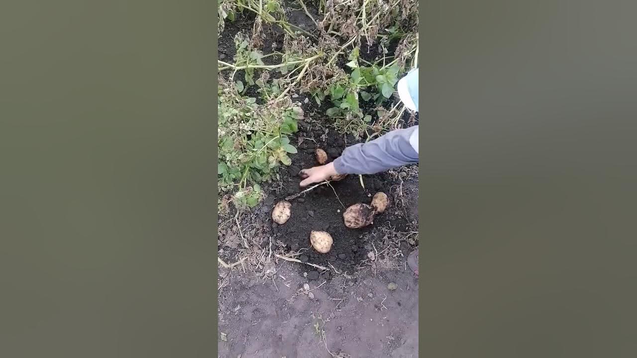 Картофель сорта "Великан". Высадили 4кг семенного. Выкопали 420 кг ...