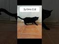 ​The plank masters in my family! 😾😼🤯 #cat #funny #fyp