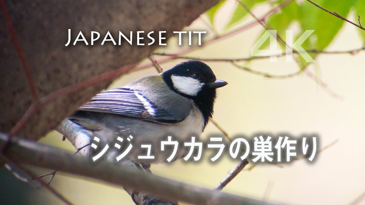 野鳥撮影 巣作り中のシジュウカラを発見 Youtube