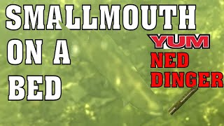 Underwater Smallmouth on a Bed Eating a YUM Ned Dinger