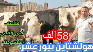 حرام عليك هولوشتاين ايه ابو 80 الف ده انا هخلي اللي ما يشتري يتفرج ?