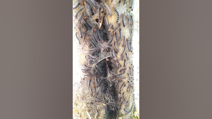Those who are afraid don't see 😱😱 |  caterpillars.