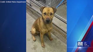 Enfield police seeking information on abandoned, wounded dog
