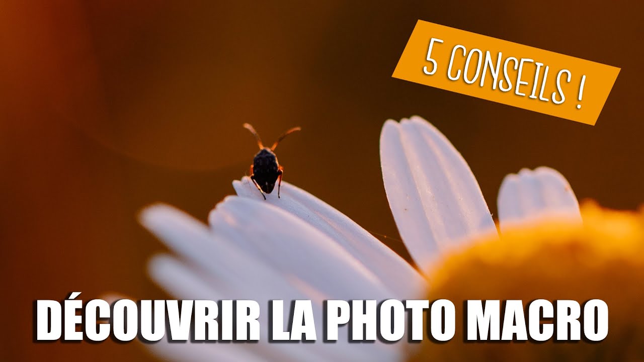 Découvrir la Photo Macro : 5 conseils pour bien débuter ! (Macrophotographie & Proxiphoto)