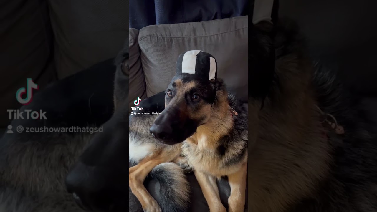 German shepherd STEALS grilled cheese SANDWICH *hilarious YouTube