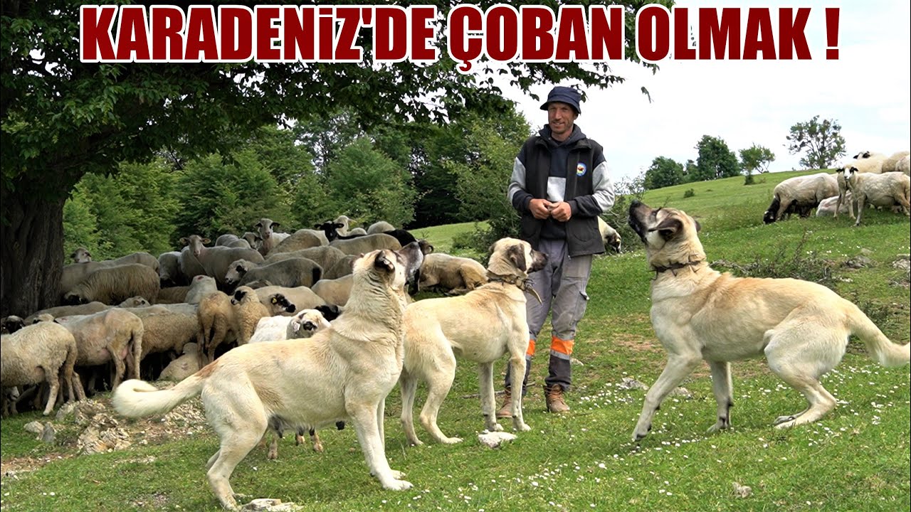 KARADENİZ'DE ÇOBAN OLMAK !! ( SAMSUN LADİK YAYLASINDA ÇOBAN HAYATI ) ANADOLU ÇOBAN KÖPEKLERİ VE KURT