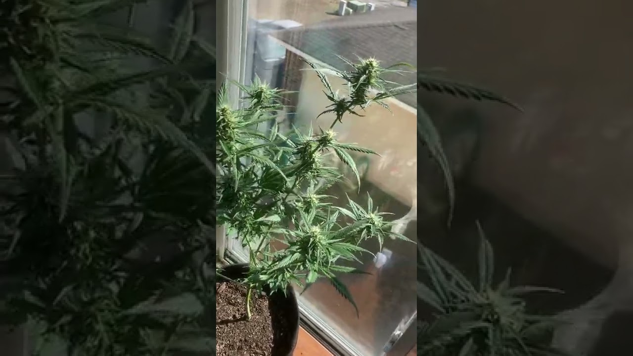 2 Gelato Auto Flowers 60 Days. 1 Zkittlez 1 Day