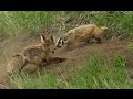 A fox and a badger fight in yellowstone  the whole story