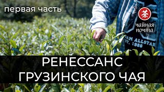 Ренессанс Грузинского Чая (ч. 1) | Высокогорные плантации, молодые бренды, фабрика бабушки Наргизы