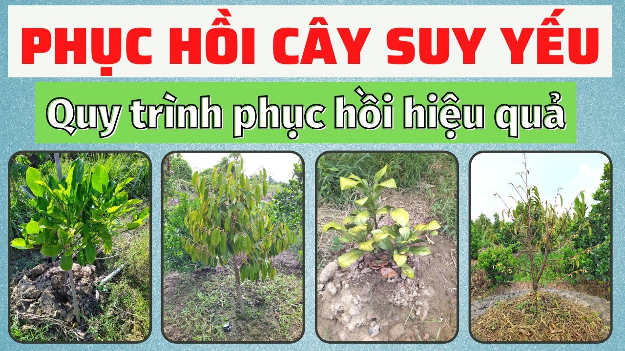 Phục hồi cây suy yếu | Các bước phục hồi cây bị nấm bệnh | Xì mủ cháy lá trên sầu riêng | Phytop
