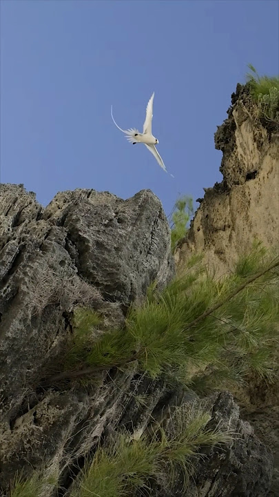 Bermuda’s Longtails | Go To Bermuda