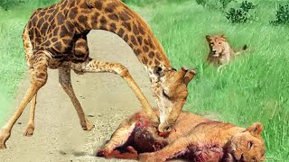 INSANE! Giraffe Executes Mind-Blowing Escape from Lion Ambush