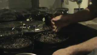 rayc: Cannabis toking, talking and seed sprout planting! (Day 2)