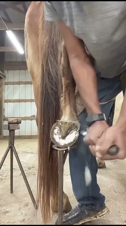#horse