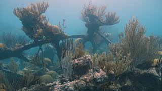 Diving the Montana Wreck | Bermuda