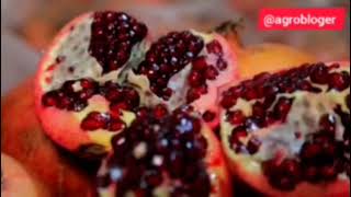 картинка: АНОР САКЛАШ СИРЛАРИ.
