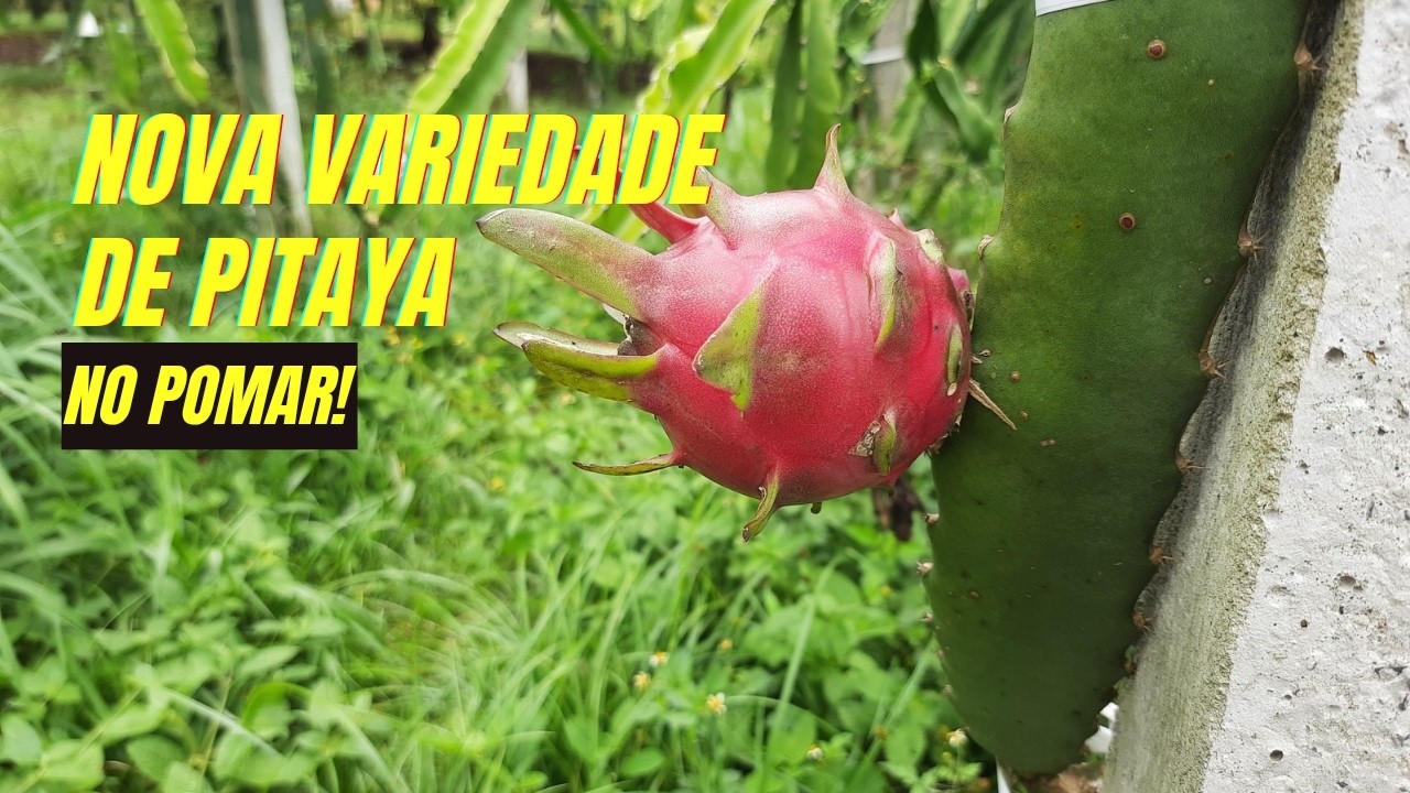 Descubra a nova variedade de pitaya do nosso pomar