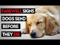 How to Know When It’s Time (Saying Goodbye to Your Dog)