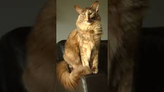 JAVANESE CAT BREED CUTEST CATS FUNNY CATS