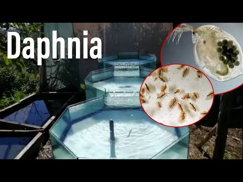 Video: Perché le Daphnia sono buone per gli esperimenti?
