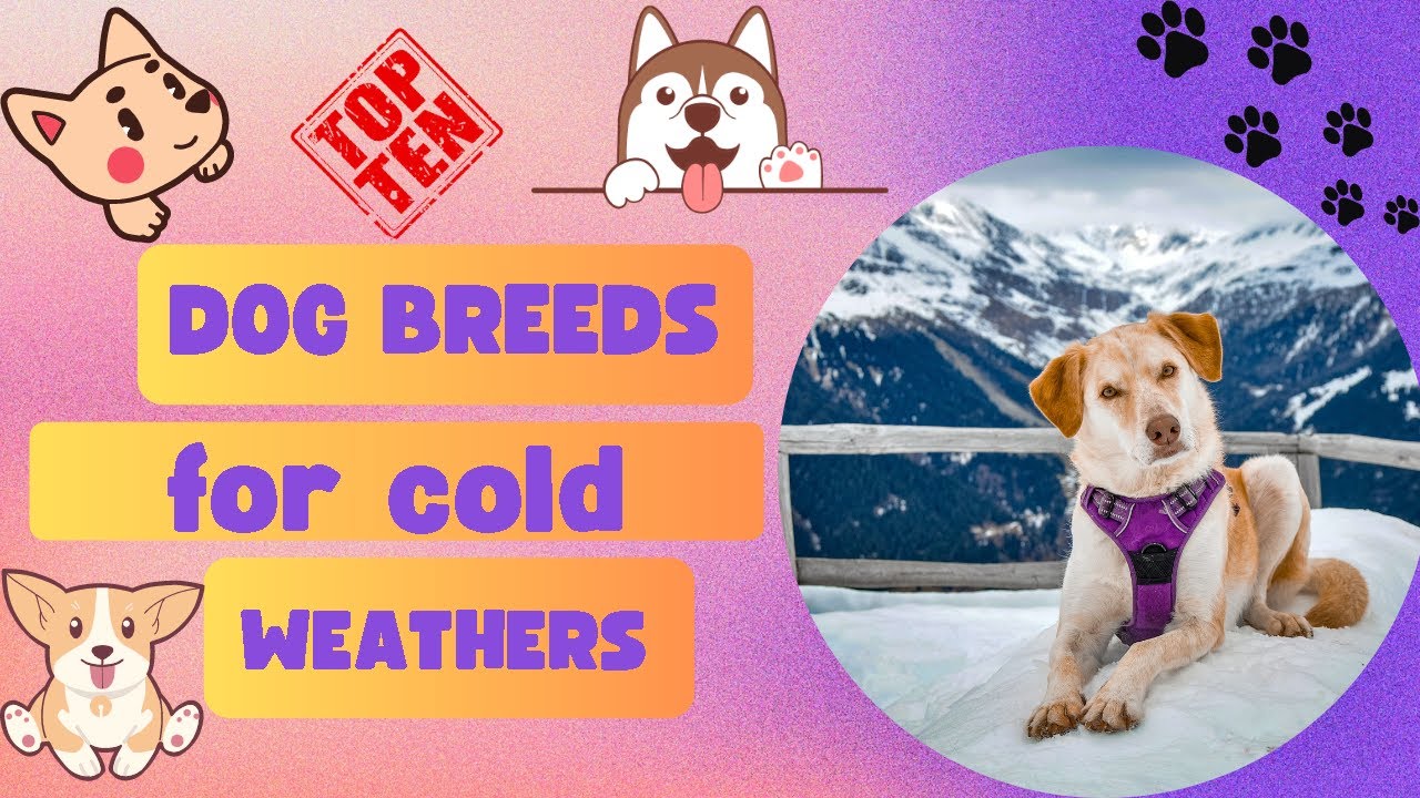 Top 10 Dog Breeds Perfect for Cold Weather You'll Be Surprised! YouTube