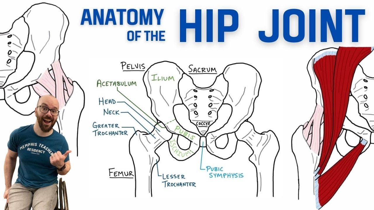 Anatomy of the Hip