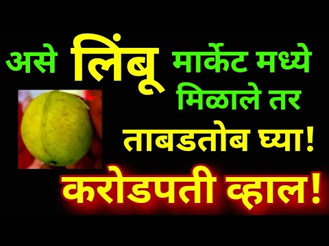 असे लिंबू 🍋 मार्केट मध्ये मिळाले तर ताबडतोब खरेदी करा पैसा इतका येईल कि.. राजा बनाल!